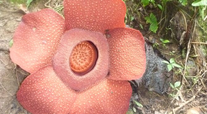 Hunting Rafflesia In The Malaysian Highlands