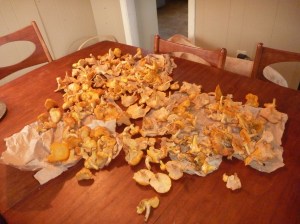 chanterelles 005