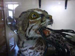 fb_img_1477573045315